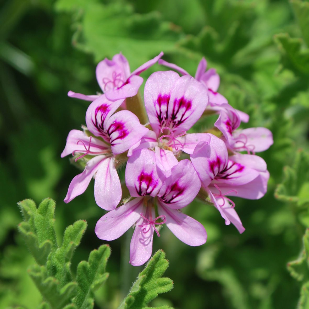 ゼラニウムブルボン（天然精油）エッセンシャルオイル アロマ – The