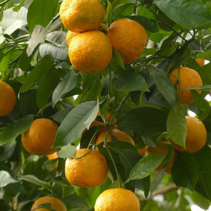 ビターオレンジ（天然精油）エッセンシャルオイル　アロマ